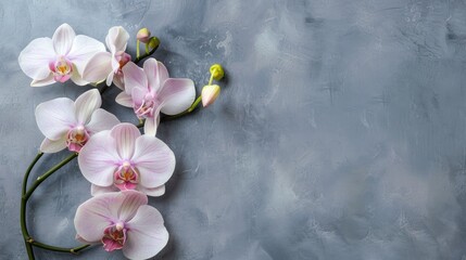 Wall Mural - Tropical orchid flowers on gray background from top view with text space