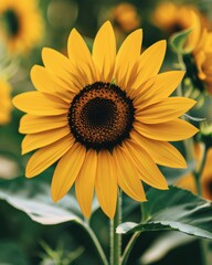 Sticker - A single sunflower blooms in a field. AI.