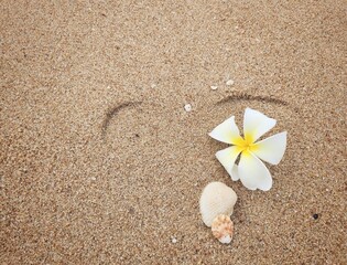 Sea shell and flower on the beach Thailand background or texture