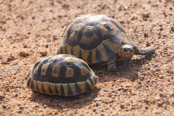 turtle on the ground