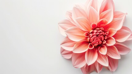 Wall Mural - White background with a pink flower