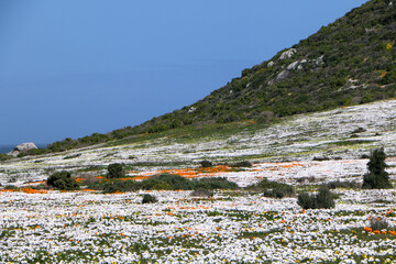 Wall Mural - landscape with wildflowers in West Coast National Park, South Africa