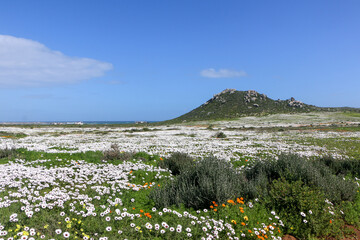 Wall Mural - landscape with wildflowers in West Coast National Park, South Africa