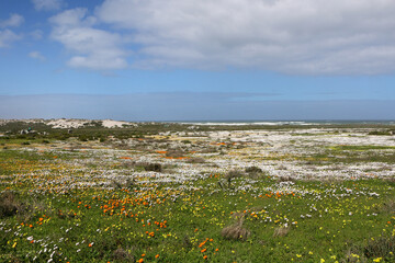 Wall Mural - landscape with wildflowers in West Coast National Park, South Africa