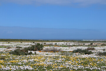 Wall Mural - landscape with wildflowers in West Coast National Park, South Africa