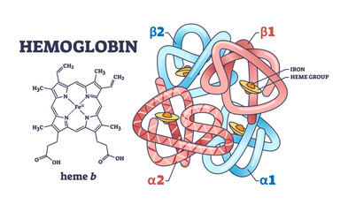 Sticker - Hemoglobin chemical structure with polypeptide chain and heme group outline diagram, transparent background. Labeled educational scheme with scientific closeup and alpha or beta parts illustration.