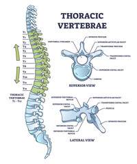 Wall Mural - Thoracic vertebrae location and medical structure description outline diagram, transparent background. Labeled educational scheme with anatomical backbone parts and detailed superior.