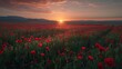© BerkahStock - Poppy Field at Sunset