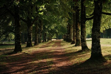 Poster - A dirt path in a park lined with trees under the shadows cast by their branches, Enigmatic shadows cast by the trees