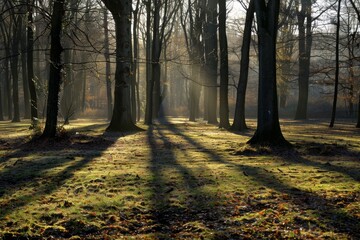 Poster - Sun rays shine through dense tree canopy in forest, creating patterns of light and shadows, Enigmatic shadows cast by the trees