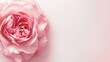 © Salander Studio - rose background with one pink peon with copyspace for text