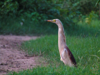 Heron in the grass