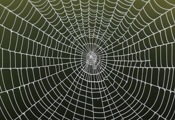  A close-up of the intricate patterns on a spiderweb. 