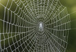 © jarntag - A close-up of the intricate patterns on a spiderweb.