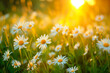 © CreativeCreations - The landscape of white daisy blooms in a field, with the focus on the setting sun. The grassy meadow is blurred, creating a warm golden hour effect during sunset and sunrise time.