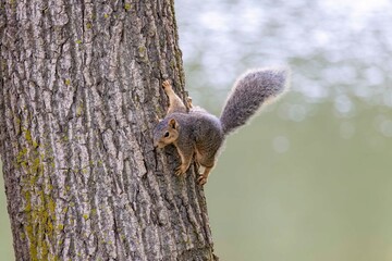 Wall Mural - The fox squirrel (Sciurus niger), also known as the eastern fox squirrel or Bryant's fox squirrel 