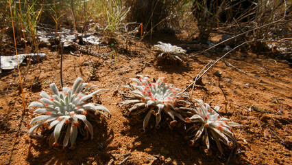 Wall Mural - Plants of the carnivorous Ord river sundew (Drosera ordensis) in dry red sand, Kununurra, Western Australia