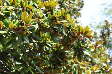 Sticker - A close-up shot of a tree with vibrant green leaves, ideal for use in nature-inspired designs and illustrations.