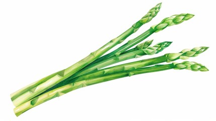 Wall Mural - Vibrant handdrawn watercolor asparagus, showcasing fine details and rich hues, perfect for fresh, organic designs.