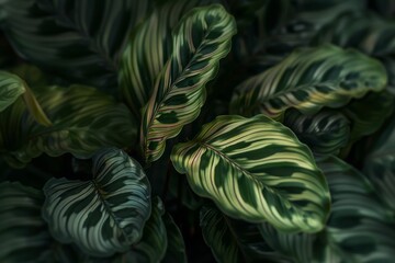 Wall Mural - A detailed shot of a Calathea plant with its intricate leaf patterns