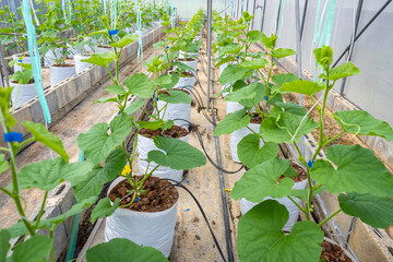 The organic melons in the greenhouse farm