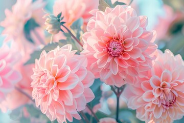 Wall Mural - Beautiful pink dahlias blooming in a summer garden with blurred background