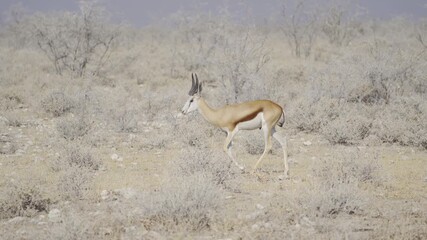 Wall Mural - Deer, antelope or oryx. Wildlife animal in forest field in safari conservative national park in Namibia, South Africa. Natural landscape background.