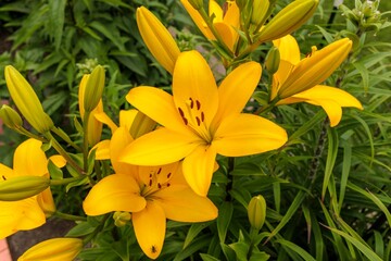 Wall Mural - several yellow lily blooms seen at mid-day