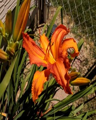 Wall Mural - new blossom of the Primal Scream orange day lily in the lily garden