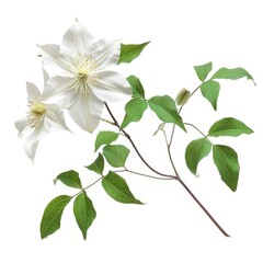 Wall Mural - 3D Illustration of Clematis Flowers on White Background