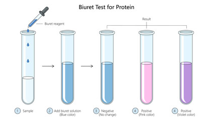 biuret test for protein, showing step-by-step procedure and results indicating positive and negative outcomes diagram hand drawn schematic vector illustration. Medical science educational illustration