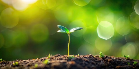 Tiny plant showcasing nature's delicate beauty, tiny, plant, nature, delicate, beauty, green, growth, small, fragile, leaves