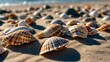 © Kasper - Detailed view of seashells on a sunlit beach, serene coastal background. High contrast