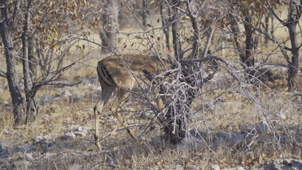 Wall Mural - Deer, antelope or oryx. Wildlife animal in forest field in safari conservative national park in Namibia, South Africa. Natural landscape background.