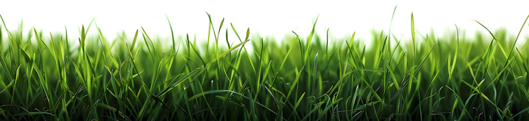 Poster - Green grass on transparent background. Spring or summer plant lawn