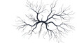 © Oleksandr - neuron on transparent background. vector illustration design element for your project.