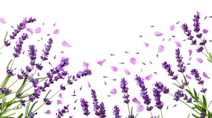 Wall Mural - photo of background with blooming lavender flowers and petals isolated on white 