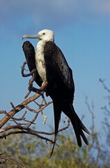 Wall Mural - Grande frégate, Frégate du Pacifique,.Fregata minor, Great Frigatebird, archipel des Galapagos