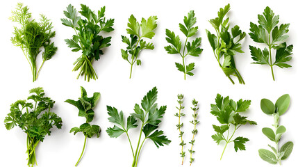 Mediterranean herbs and spices: set of fresh, healthy parsley leaves, twigs, and a small bunch isolated over a white background, cooking, food or diet and nutrition design elements