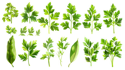 Mediterranean herbs and spices: set of fresh, healthy parsley leaves, twigs, and a small bunch isolated over a white background, cooking, food or diet and nutrition design elements