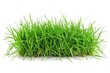 © Ева Поликарпова - Close-up shot of lush green grass sitting on a white surface, great for design and decoration