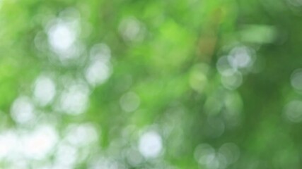 Nature tree leave green big bokeh movement motion footage, nature and environment background, FHD footage high quality 