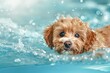 © ArtSpree - Close-up of golden brown Poodle dog being washed with shampoo. Beautiful simple AI generated image in 4K, unique.