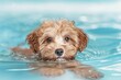 © ArtSpree - A high-resolution image highlighting a soaking wet dog swimming with vigilant eyes. Beautiful simple AI generated image in 4K, unique.