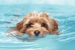 © ArtSpree - Wet apricot poodle in a pool with paws on edge. Close-up pet portrait.. Beautiful simple AI generated image in 4K, unique.
