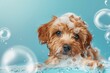 © ArtSpree - Underwater funny photo of maltipoo poodle puppy in the pool playing with fun - jumping, diving deep down. Beautiful simple AI generated image in 4K, unique.