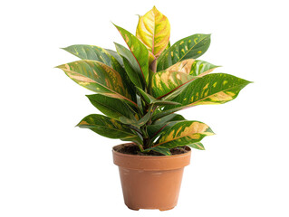 Green potted Croton Codiaeum plant with vibrant leaves in a terracotta pot, ideal for home and office decor, isolated on white background.