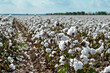 © Anastasiya - Cotton branches in a cotton field ready for harvest