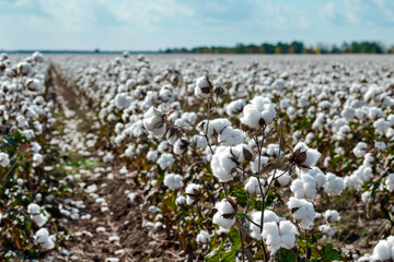 Cotton branches in a cotton field ready for harvest