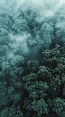 Wall Mural - Forest shrouded in ethereal mist, viewed from above